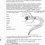 Earthworm Worksheet Answers