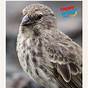 Galapagos Finch Evolution Worksheet