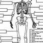 Emt Anatomy Worksheet