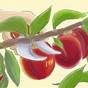 How To Pollinate Fruit Trees By Hand