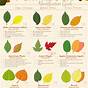 Leaf Identification Guide With Pictures