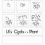 Free Plant Life Cycle Worksheets