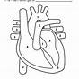 Free Printable Human Heart Worksheets