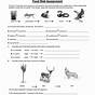 Food Chains And Webs Worksheets Answers