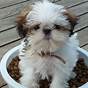What Size Are Imperial Shih Tzu
