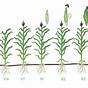 Growth Stages Of Corn Chart