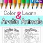 Arctic Animals Preschool Printables Free