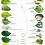 Types Of Pothos Plants Chart