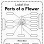 Flower Parts Worksheets