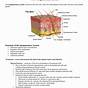 The Integumentary System Worksheet Answers