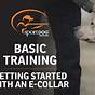 E Collar Training Basics