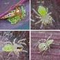 Jumping Spider Growth Chart