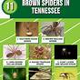 Tn Spider Identification Chart