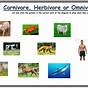 Herbivores Omnivores Carnivores...oh My Worksheet Answer Key