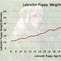 Weight Chart For Labrador Retriever