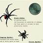 Wisconsin Spider Identification Chart