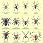 Texas Spiders Picture Chart