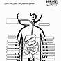 Digestive System Coloring Worksheet Answers