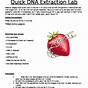 Extracting Dna From Strawberries Worksheets
