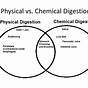 Digestion Physical Or Chemical Change Worksheet