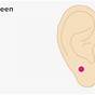 Ear Pressure Point Chart