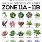 Types Chart Identify Succulent Plants