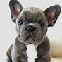 Full Grown French Bulldog Pictures