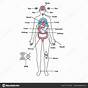 Female Body Organ Chart