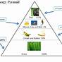 Pyramid Of Energy Example