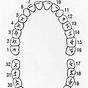Dental Teeth Chart Numbers
