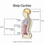 Body Cavities Anatomy Pdf