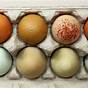 Easter Egger Chicken Egg Color