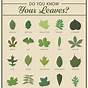 Leaf Identification Guide Pdf