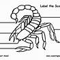 Scorpion 150cc Parts Diagram