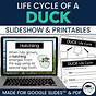 Easy Life Of Cycle Duck Worksheet