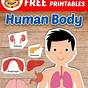 Free Human Body Printables For Kindergarten
