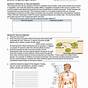 Endocrine System Matching Worksheet Answers