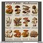 Wild Mushroom Identification Chart
