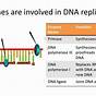 Dna Replication Enzymes Worksheet Answers