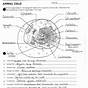 Superstar Worksheets Plant Cell Answer Key