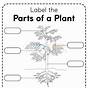 Structure Of A Plant Worksheet