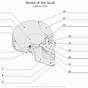 Blank Skull Labeling Worksheet