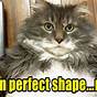 Fat Cat Chart Meme