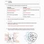 Eukaryotic Cell Structure Worksheet Answers