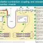 Excitation-contraction Coupling Flow Chart