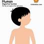 Human Body Chart For Kids