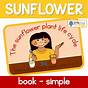 A Sunflowers Life Cycle Book