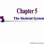 The Skeletal System Chapter 5 Packet