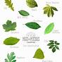 Types Of Leaves Chart