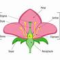Labeled Parts Of A Flower